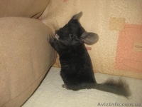 Продам шиншиллят различных окрасов - <ro>Изображение</ro><ru>Изображение</ru> #2, <ru>Объявление</ru> #796845