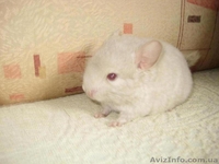 Продам шиншиллят различных окрасов - <ro>Изображение</ro><ru>Изображение</ru> #3, <ru>Объявление</ru> #796845
