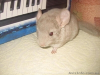 Продам шиншиллят различных окрасов - <ro>Изображение</ro><ru>Изображение</ru> #4, <ru>Объявление</ru> #796845