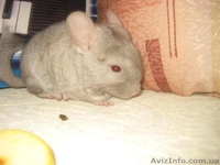 Продам шиншиллят различных окрасов - <ro>Изображение</ro><ru>Изображение</ru> #6, <ru>Объявление</ru> #796845