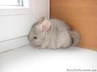 Продам шиншиллят различных окрасов - <ro>Изображение</ro><ru>Изображение</ru> #7, <ru>Объявление</ru> #796845