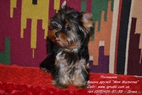 Элитные щеночки йоркширского терьера шоу-класса. - <ro>Изображение</ro><ru>Изображение</ru> #3, <ru>Объявление</ru> #784698