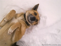 Бездомной собаке срочно нужен хозяин. - <ro>Изображение</ro><ru>Изображение</ru> #1, <ru>Объявление</ru> #810631