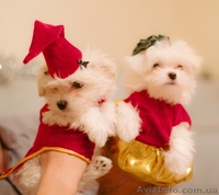 Щенки Mальтийской болонки (Mальтезе) - <ro>Изображение</ro><ru>Изображение</ru> #2, <ru>Объявление</ru> #133926