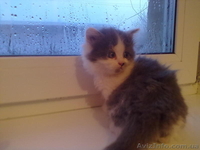 Відам котят бесплатно. - <ro>Изображение</ro><ru>Изображение</ru> #4, <ru>Объявление</ru> #813570