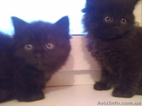 Відам котят бесплатно. - <ro>Изображение</ro><ru>Изображение</ru> #3, <ru>Объявление</ru> #813570