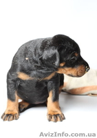 Доберманы , щенки - <ro>Изображение</ro><ru>Изображение</ru> #3, <ru>Объявление</ru> #811239