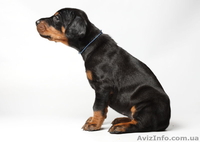 Доберманы , щенки - <ro>Изображение</ro><ru>Изображение</ru> #2, <ru>Объявление</ru> #811239