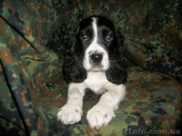 Русский спаниель недорого - <ro>Изображение</ro><ru>Изображение</ru> #1, <ru>Объявление</ru> #810119