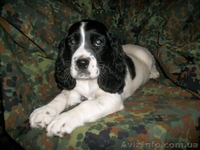 Щенки русского охотничьего спаниеля - <ro>Изображение</ro><ru>Изображение</ru> #2, <ru>Объявление</ru> #810126