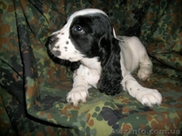 Щенки русского охотничьего спаниеля - <ro>Изображение</ro><ru>Изображение</ru> #3, <ru>Объявление</ru> #810126