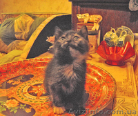 ПОДАРЮ В ДОБРЫЕ РУКИ - <ro>Изображение</ro><ru>Изображение</ru> #5, <ru>Объявление</ru> #314431