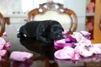 Щенки Лабрадора от питомника Salikasoul - <ro>Изображение</ro><ru>Изображение</ru> #1, <ru>Объявление</ru> #808967