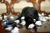 Щенки Лабрадора от питомника Salikasoul - <ro>Изображение</ro><ru>Изображение</ru> #2, <ru>Объявление</ru> #808967