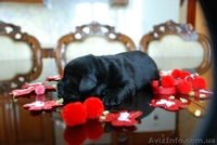 Щенки Лабрадора от питомника Salikasoul - <ro>Изображение</ro><ru>Изображение</ru> #3, <ru>Объявление</ru> #808967