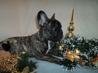 Щенок французкого бульдога, девочка - <ro>Изображение</ro><ru>Изображение</ru> #3, <ru>Объявление</ru> #804362