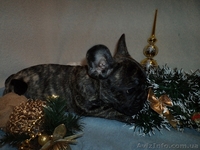 Щенок французкого бульдога, девочка - <ro>Изображение</ro><ru>Изображение</ru> #1, <ru>Объявление</ru> #804362