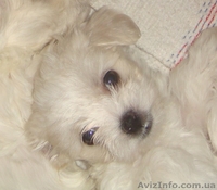 Mальчишки мальтийской болонки (Mальтезе) - <ro>Изображение</ro><ru>Изображение</ru> #2, <ru>Объявление</ru> #134413