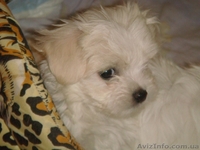 Mальчишки мальтийской болонки (Mальтезе) - <ro>Изображение</ro><ru>Изображение</ru> #3, <ru>Объявление</ru> #134413