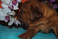 Элитные щенки бордоского дога! Потомки Чемпиона М - <ro>Изображение</ro><ru>Изображение</ru> #1, <ru>Объявление</ru> #814969