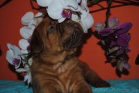 Элитные щенки бордоского дога! Потомки Чемпиона М - <ro>Изображение</ro><ru>Изображение</ru> #2, <ru>Объявление</ru> #814969