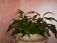 Декоративые штукатурки покраски отделка любых помещений  - <ro>Изображение</ro><ru>Изображение</ru> #3, <ru>Объявление</ru> #810571