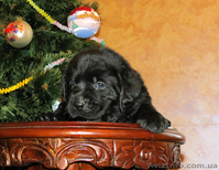Щенки Лабрадора Salikasoul - <ro>Изображение</ro><ru>Изображение</ru> #5, <ru>Объявление</ru> #817413