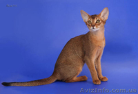 Абиссинские котята - американский тип, питомник Sunrise  - <ro>Изображение</ro><ru>Изображение</ru> #2, <ru>Объявление</ru> #816577