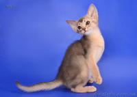 Абиссинские котята - американский тип, питомник Sunrise  - <ro>Изображение</ro><ru>Изображение</ru> #5, <ru>Объявление</ru> #816577