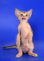 Абиссинские котята - американский тип, питомник Sunrise  - <ro>Изображение</ro><ru>Изображение</ru> #6, <ru>Объявление</ru> #816577