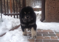 Продам элитного щенка тибетского мастифа - <ro>Изображение</ro><ru>Изображение</ru> #3, <ru>Объявление</ru> #818287