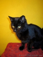 Отдам котю в надежные руки!!! - <ro>Изображение</ro><ru>Изображение</ru> #4, <ru>Объявление</ru> #821272