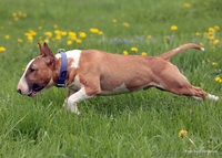 Маленькое Чудо( Мини бультерьерчики)Киев .  - <ro>Изображение</ro><ru>Изображение</ru> #4, <ru>Объявление</ru> #818959