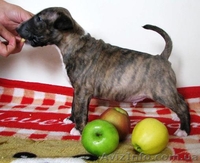 Маленькое Чудо( Мини бультерьерчики)Киев .  - <ro>Изображение</ro><ru>Изображение</ru> #2, <ru>Объявление</ru> #818959