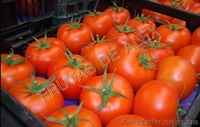 Томаты,огурец ,перец,баклажаны из Испании - <ro>Изображение</ro><ru>Изображение</ru> #5, <ru>Объявление</ru> #817083