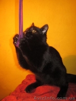 Отдам котю в надежные руки!!! - <ro>Изображение</ro><ru>Изображение</ru> #5, <ru>Объявление</ru> #821272