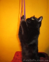 Отдам котю в надежные руки!!! - <ro>Изображение</ro><ru>Изображение</ru> #6, <ru>Объявление</ru> #821272