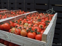 Томаты,огурец ,перец,баклажаны из Испании - <ro>Изображение</ro><ru>Изображение</ru> #9, <ru>Объявление</ru> #817083