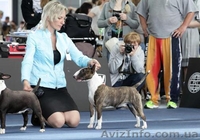 Маленькое Чудо( Мини бультерьерчики)Киев .  - <ro>Изображение</ro><ru>Изображение</ru> #3, <ru>Объявление</ru> #818959