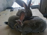 Кролики крупной породы - <ro>Изображение</ro><ru>Изображение</ru> #2, <ru>Объявление</ru> #832801