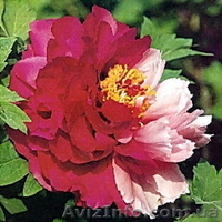 Древовидные пионы, пионы ИТО гибриды, травянистые пионы – более 70 сортов - <ro>Изображение</ro><ru>Изображение</ru> #3, <ru>Объявление</ru> #821613