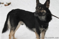 Душевный пес для душевных хозяев - <ro>Изображение</ro><ru>Изображение</ru> #5, <ru>Объявление</ru> #816417