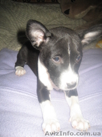 Продам высокопородных щенков Басенджа - <ro>Изображение</ro><ru>Изображение</ru> #4, <ru>Объявление</ru> #827059