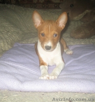 Продам высокопородных щенков Басенджа - <ro>Изображение</ro><ru>Изображение</ru> #3, <ru>Объявление</ru> #827059