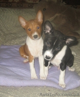 Продам высокопородных щенков Басенджа - <ro>Изображение</ro><ru>Изображение</ru> #2, <ru>Объявление</ru> #827059