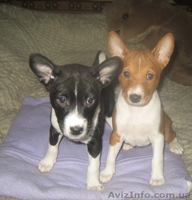 Продам высокопородных щенков Басенджа - <ro>Изображение</ro><ru>Изображение</ru> #1, <ru>Объявление</ru> #827059