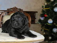 Щенки Лабрадора Salikasoul - <ro>Изображение</ro><ru>Изображение</ru> #3, <ru>Объявление</ru> #817413