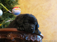 Щенки Лабрадора Salikasoul - <ro>Изображение</ro><ru>Изображение</ru> #1, <ru>Объявление</ru> #817413