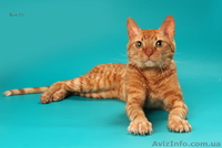 Уральские Рексы - кудрявые кошки - <ro>Изображение</ro><ru>Изображение</ru> #3, <ru>Объявление</ru> #824946