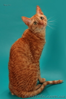 Уральские Рексы - кудрявые кошки - <ro>Изображение</ro><ru>Изображение</ru> #1, <ru>Объявление</ru> #824946
